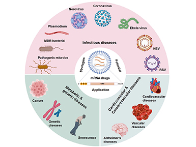 【转发动脉网报道】自研“mRNA加帽核苷酸原料”，全网担保网医药突破mRNA上游原料瓶颈